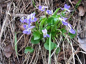 Hill violet (Viola collina)