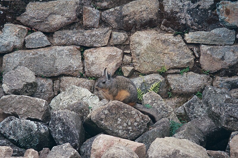 File:Viscacha, Peru, wild.(1). his.jpg