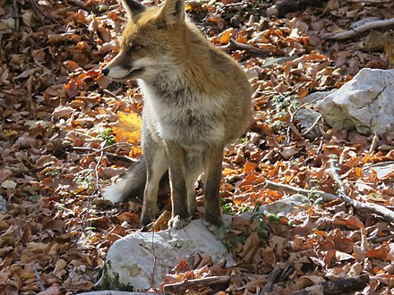 A pregnant red fox in the Abruzzo National Park, Italy
