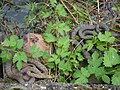 Natrix tessellata Nahe - Bad Kreuznach Salinental