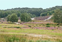 Im September blüht in der Wahner Heide die Besenheide.