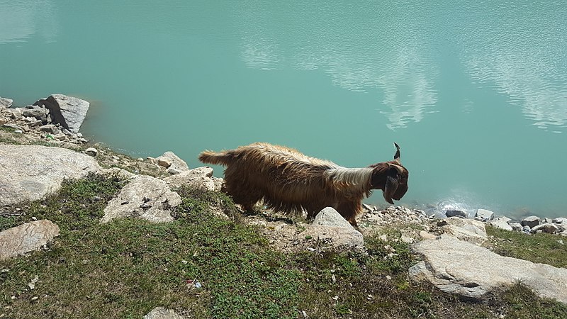 File:Wandering on water.jpg