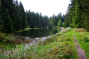 Duck swamp, September 2010