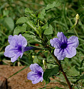 Ruellia tuberosa