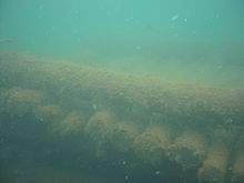 A fish crib, which provides habitat for small fish.