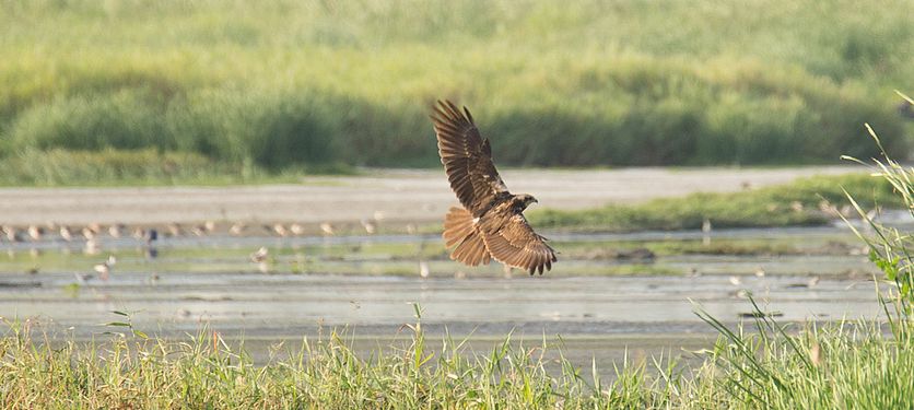 Western Marsh harrier