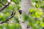 Thumbnail for File:Western wood-pewee (50321846907).jpg