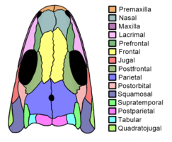 A color-coded diagram of the skull of Westlothiana lizziae Westlothiana skull diagram.png