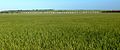 Wheat field and grain train 25 09 13.jpg