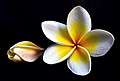 * Nomination Plumeria rubra --Kiran Gopi 13:11, 7 March 2012 (UTC) * Promotion Good quality.--Vassil 13:54, 7 March 2012 (UTC)