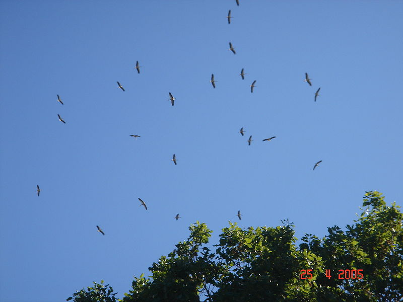 File:White Storks Migrating Northwards Over Bental Mountain DSC00701.JPG