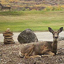 Doe in September in Peace River, Alberta, Canada; between summer and winter coats White Tailed Deer between summer and fall coat.jpg