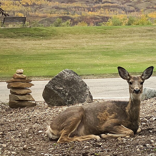 File:White Tailed Deer between summer and fall coat.jpg