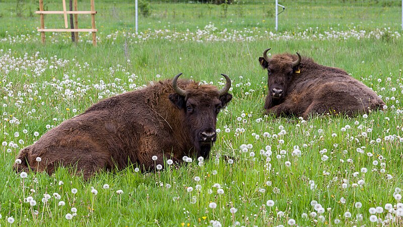 File:Wisentweide Härtsfeld - Wisent 5.jpg