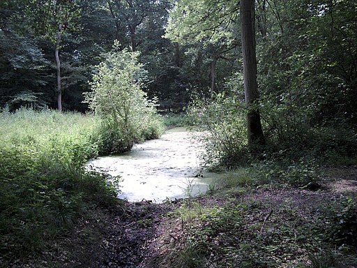 Wolves Wood RSPB Nature Reserve - geograph.org.uk - 2481004