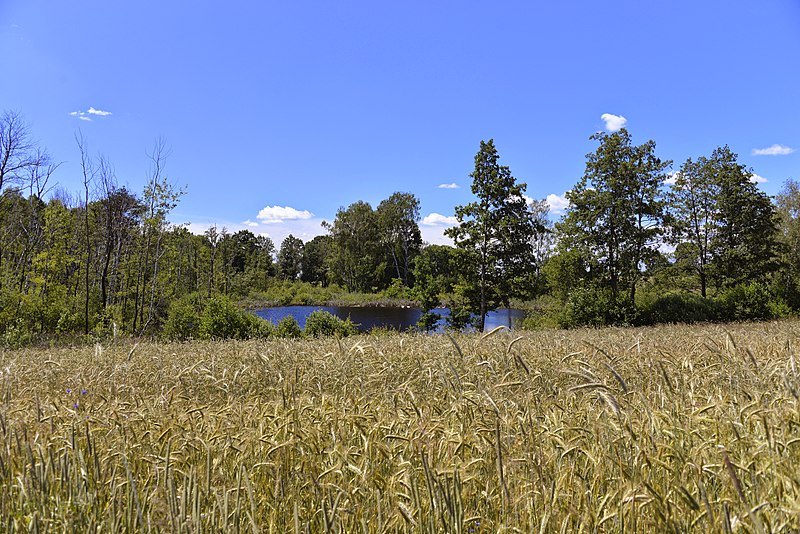 File:Wyręba koło Rypina - panoramio (2).jpg