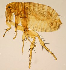 The Oriental rat flea (Xenopsylla cheopis) is a common vector host for R. typhi Xenopsylla cheopis ZSM.jpg