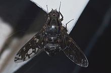 Xenox tigrinus Tiger Bee Fly. Олар ұста аралардың дернәсілдеріне жұмыртқа салады (14643678711) .jpg