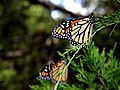 Rama-rama monarch, Danaus plexippus kupu-kupu danaine yang paling umum dikenal.