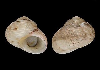 <i>Yaronia</i> Genus of gastropods