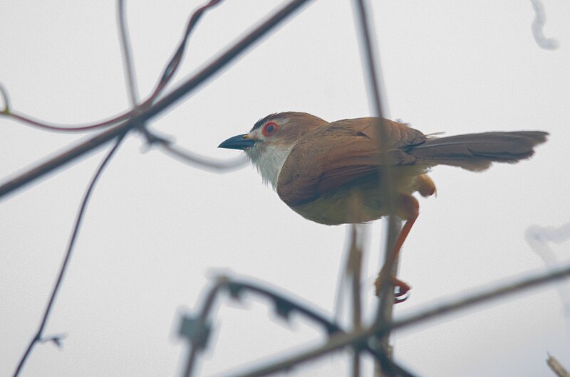 File:Yellow-eyed Babbler at Sanjay Gandhi National Park.jpg