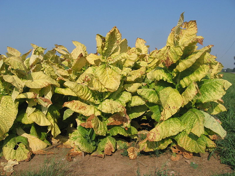 File:Yellowing tobacco.JPG