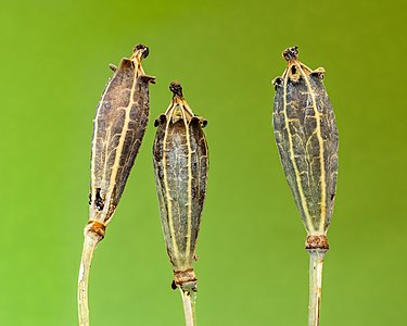 Zaaddozen van een schijnpapaver (Meconopsis cambrica) 26-06-2022. (d.j.b)