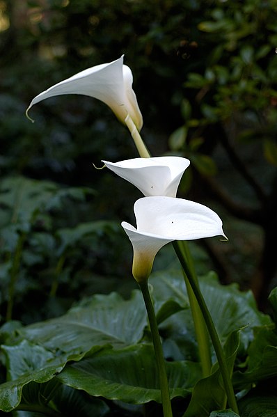 https://upload.wikimedia.org/wikipedia/commons/thumb/a/a2/Zantedeschia_aethiopica_-1.jpg/398px-Zantedeschia_aethiopica_-1.jpg
