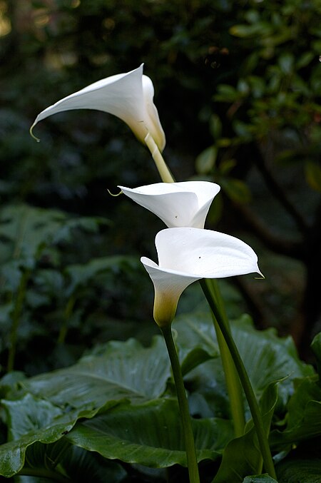 Zantedeschia aethiopica -1.jpg