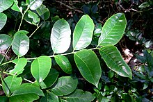 Zanthoxylum pinnatum Lord Howe Island.JPG