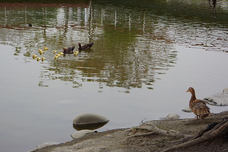 File:Zhanghua Fitzroy Gardens 彰化費茲洛公園 - panoramio (2).jpg