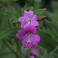 Zottiges Weidenröschen Epilobium hirsutum