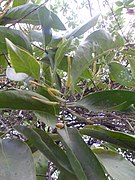 Benalu cengkih (Dendrophthoe pentandra) di pohon kersen