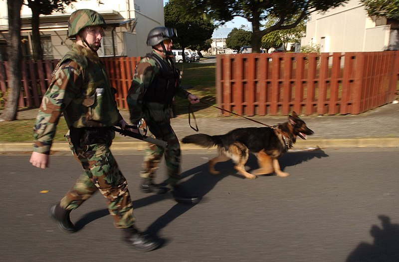 File:"They're on their way in!" Master at Arms 1st Class Anthony Ortiz with his military working dog and Master at Arms 2nd Class Brian Parsons make their way to a building where a mock package was found 021114-N-HX866-003.jpg