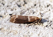 (1433) Cryptoblabes bistriga - פליקר - Bennyboymothman.jpg