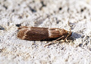 <i>Cryptoblabes bistriga</i> Species of moth