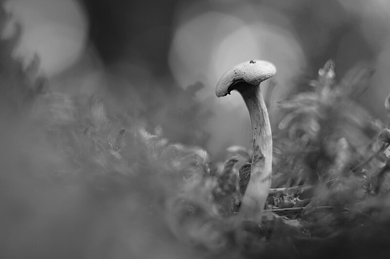 File:(Small Fungi 54 , 20230916-A6503198.JPG) - Flickr - Tero Karppinen.jpg
