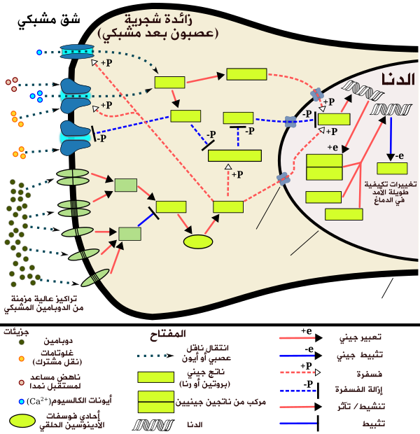 The signaling cascade involved in psychostimulant addiction