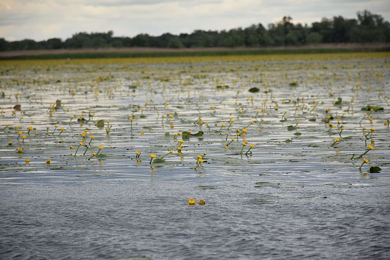 File:Нижньодністровський НПП18.JPG