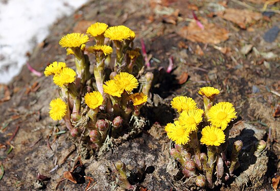 The early spring flowers - Tussilago farfara.