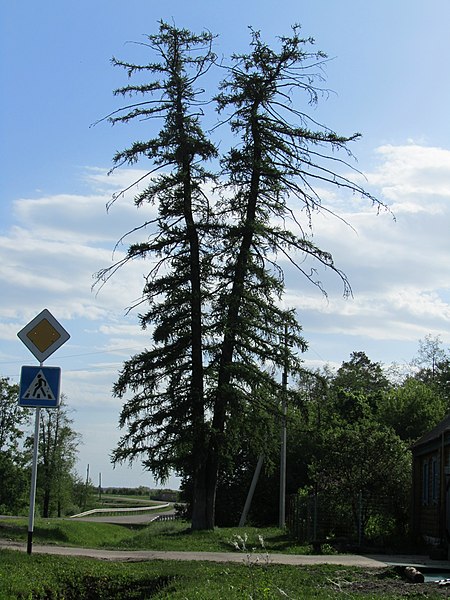 File:Раздвоенная лиственница. Баганинский лесхоз. Русская Майна. Татария. Май 2013 - panoramio.jpg