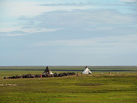 Nenets people are nomadic reindeer herders