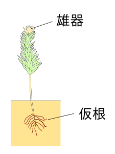 中学校理科 第2分野 植物の生活と種類 Wikibooks