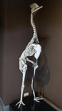 南方食火雞骨骼標本.jpg