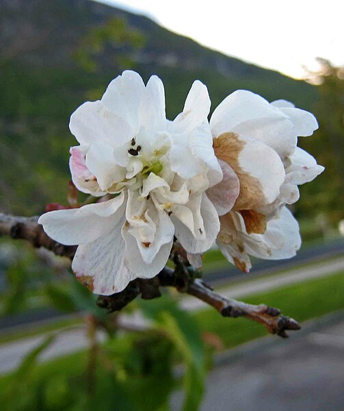 File:歐洲甜櫻桃-重瓣 Prunus avium 'Plena' -挪威 Loen, Norway- (35529706804).jpg