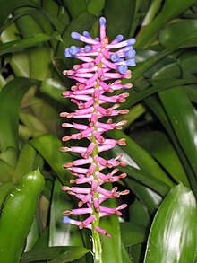 Berg 花 屬 Billbergia euphemiae - Фитзрой бақтары, Мельбурн- (9152017972) .jpg