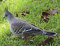 (1)crested pigeon Centennial Park 045.jpg