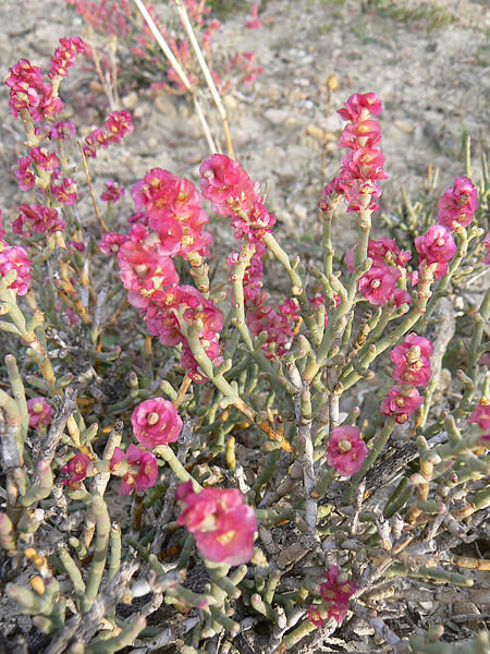 Anabasis articulata