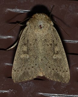 <i>Leucania inermis</i> Species of moth