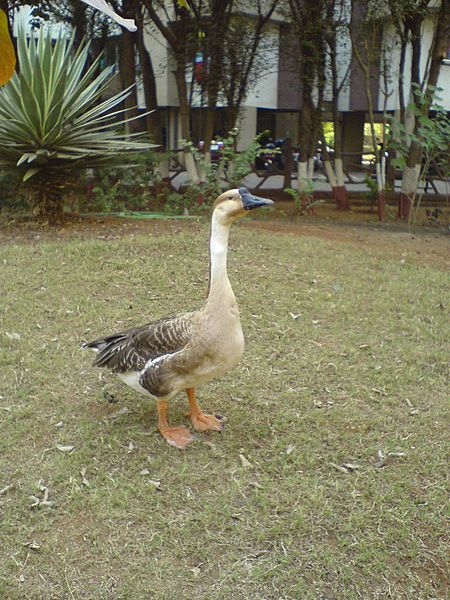 File:... goose (332505315).jpg